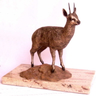 Klipspringer 